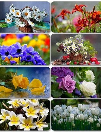 Обложка Подборка шикарных обоев на рабочий стол № 2 (Flowers Wallpapers)