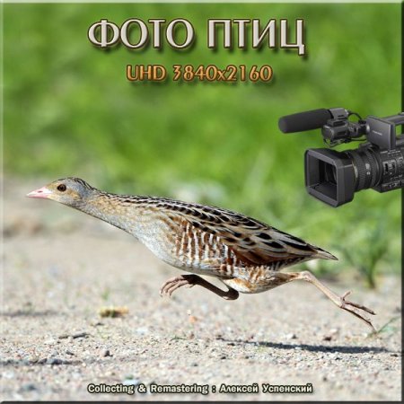 Обложка Фото природы. Птицы России. UHD 3840х2160 (447 шт) JPG